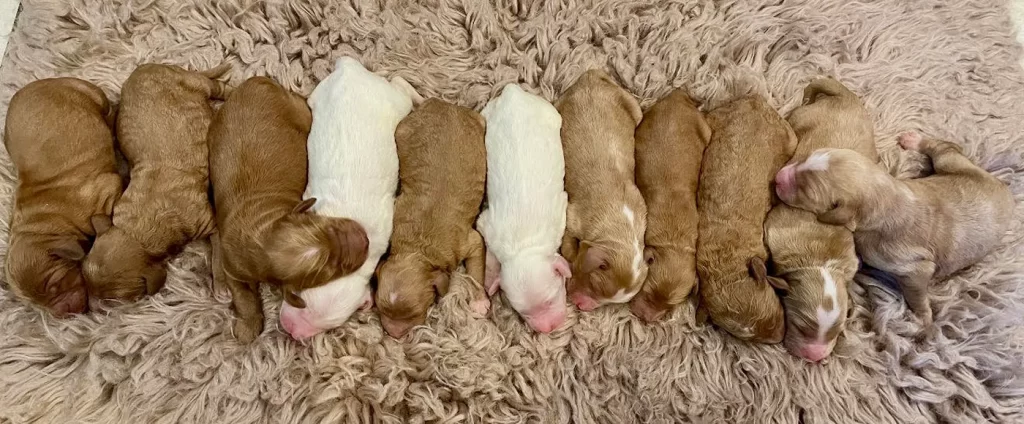 sterling doodles puppies 021