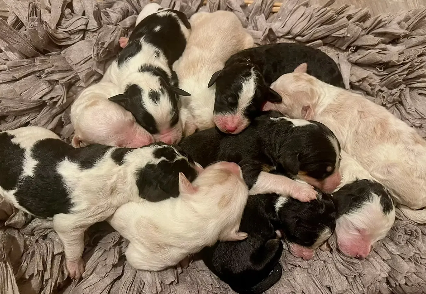 upcoming fall and winter litters 025